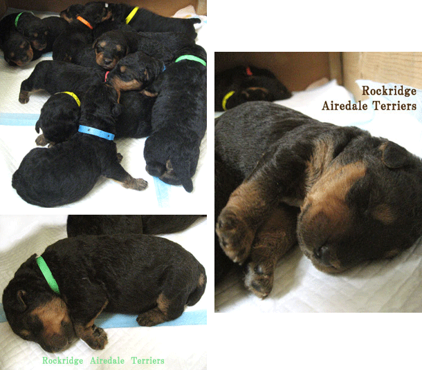 Angie 1st Litter