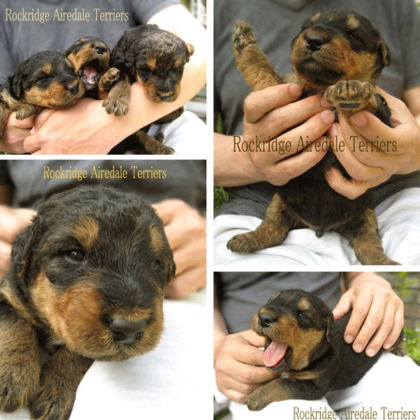 Angie 1st Litter