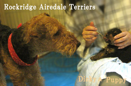 Angie 1st Litter