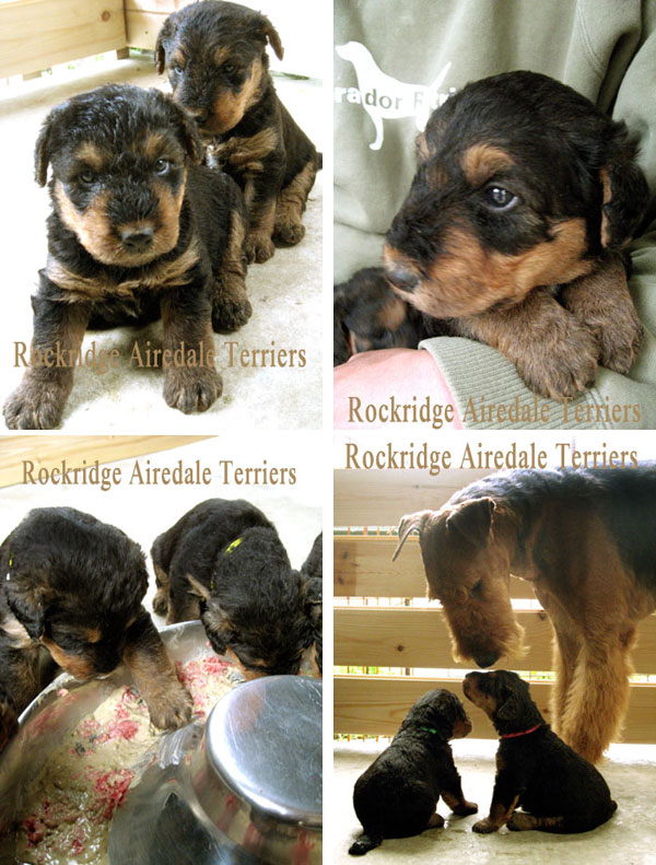 Angie 1st Litter