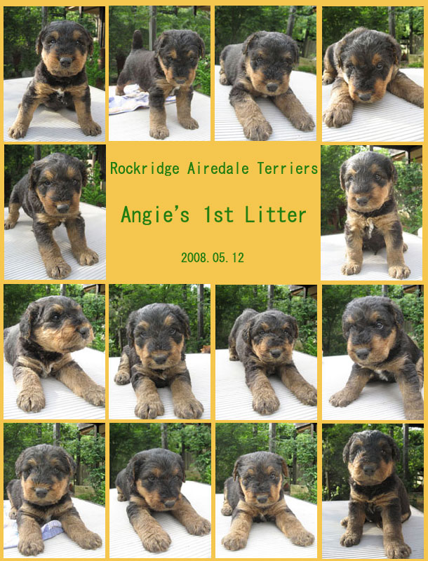 Angie 1st Litter