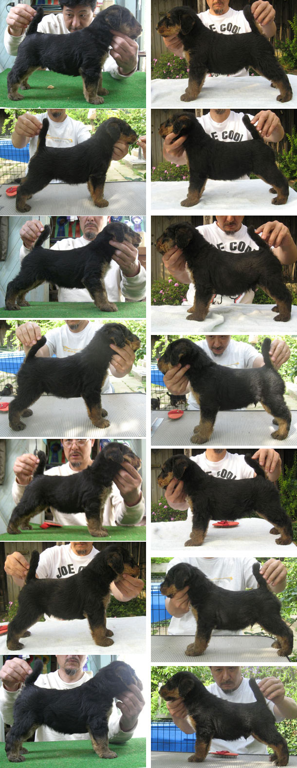 Angie 1st Litter