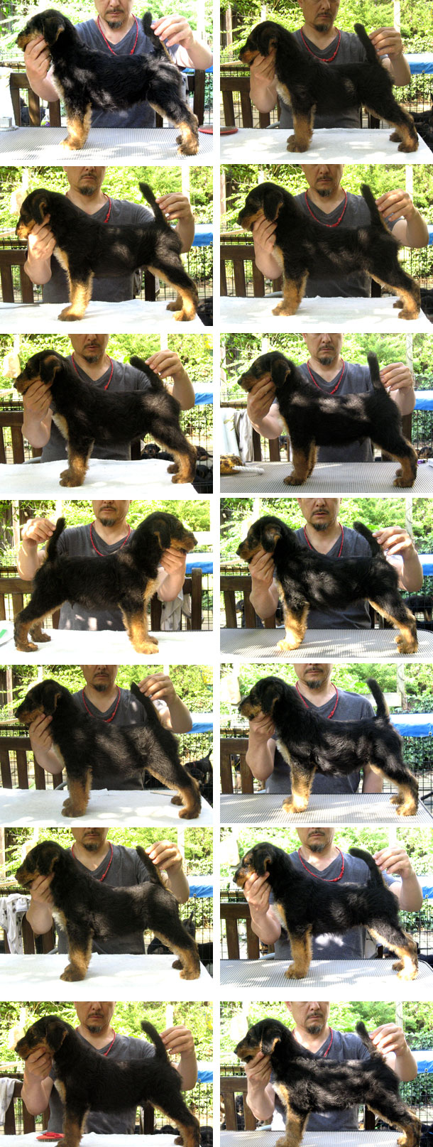 Angie 1st Litter
