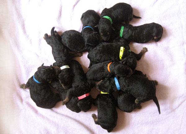 Angie 1st Litter
