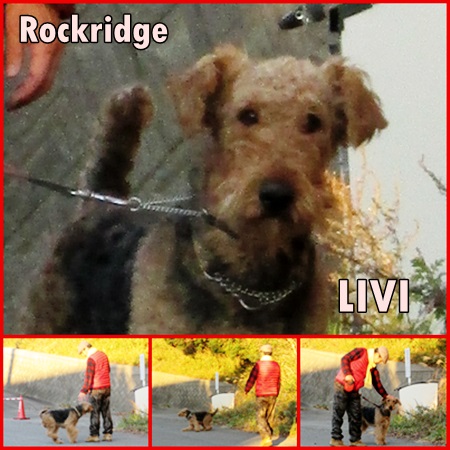 livi.jpg